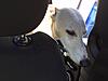 Introducing "Lady Vivienne"-img_0594.jpg