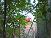 R56 Week 33 Support Group!-image-09-.jpg