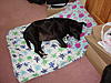 Ted's (MINI will be) so blue... Oxy Blue, that is!-pc010052.jpg
