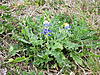 Week 32 Support Group-bluebonnet_drive_2009_01.jpg