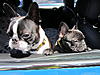 Will THAT fit in a Countryman?-2012-05-28-01-27-43_0013.jpg