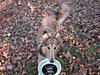 Dogs on the Dragon-colliefrisbee1.jpg