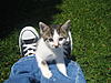 Who needs a kitty? YOU need a kitty!-karma.jpg
