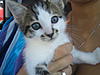 Who needs a kitty? YOU need a kitty!-karma2.jpg