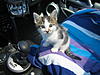 Who needs a kitty? YOU need a kitty!-karmamini.jpg