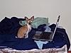 August 8, 2009 Monthly Meeting-stardog.jpg