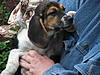 WTB puppy!!-mine2.jpg