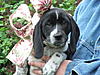 WTB puppy!!-black1.jpg