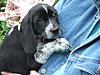 WTB puppy!!-black3.jpg