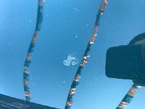 how bad is this paint damage?-img_4945.jpg