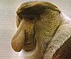 DFIC diverter (alt.)-proboscis-monkey.jpg
