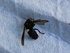 MCSA Tranny Fluid Change-wasp.jpg