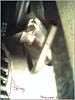 Pulley removal w/ no tension tool!! (or screwdriver!)-tensioner.jpg