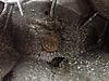 Throw Out Bearing Killed Trans (Getrag)-photo-3.jpg