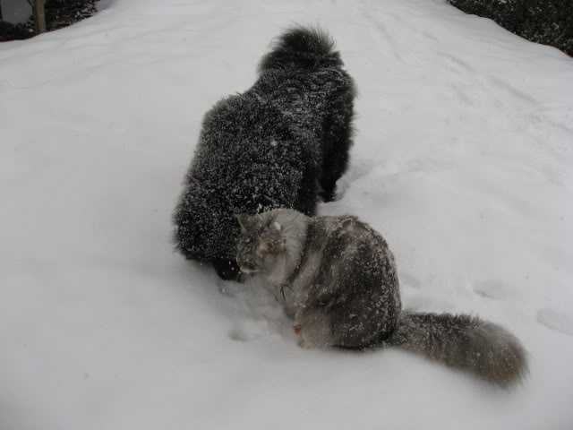 Name:  Photo2978.jpg
Views: 116
Size:  34.2 KB
