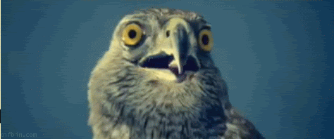 Name: lolbird_zps80e83301.gif
Views: 64
Size: 1.21 MB