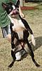 How many MINI owners are owned by Boston Terriers?-oliver-resized.jpg