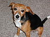 Bulldogs!!!-p1010032.jpg