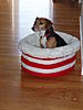 Bulldogs!!!-pb080093.jpg