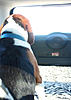 What dogs fit the mini?-napacar3.jpg