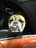 Big Dog vs Little Mini-img_2230.jpg