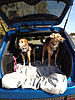What dogs fit the mini?-image-516354854.jpg