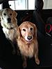 Will you be taking 1500 mile cross country trip in your Mini?-dogs.jpg