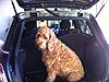What dogs fit the mini?-img_2755.jpg