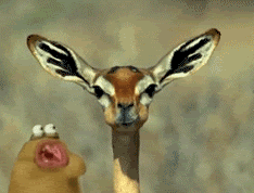 Name:  957.gif
Views: 1669
Size:  264.4 KB