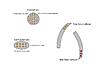 Oznium has SUPER LONG LED STRIPS in stock!!-led-layout.jpg