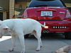 Rear bumper grill insert option R53-back-up-lights-day-and-schatzi.jpg