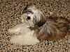 New Addition to the Fischers-cooper-002.jpg