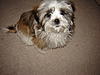 New Addition to the Fischers-cooper-001.jpg