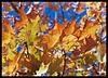 October Photo Contest :: Sponsored by VacuCam-autumn.jpg