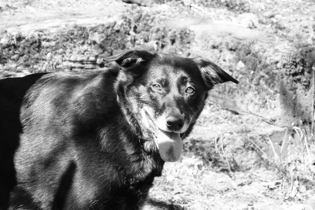 Name:  DSCN1094_zpsef188a0c.jpg
Views: 449
Size:  131.3 KB