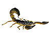 A bit of help...-ist2_534239_yellow_scorpion_sideview.jpg
