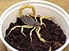 A bit of help...-yellow-scorp.jpg