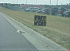 Almost Roadkill-freecat.jpg