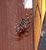 Anyone like spiders-spider.jpg