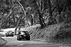 Digital BW Pics-treeminis-copy.jpg
