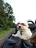 Westi out motering in the cabrio-image-3409143471.jpg
