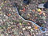 Aem upper stabilizer bar, forged intake-20141018_145528.jpg