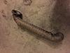 Way motor works downpipe catless-image.jpeg