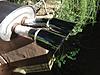 JCW sport muffler exhaust with tips-photo-1.jpg