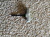 Thule Roof Mount for MINI-img_0664.jpg