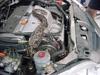 Rodents ate my car... kinda-snake2.bmp