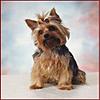 minis and dogs...-sophie.jpg