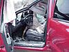 Deer:1, MINI:0-deertruck2.jpg