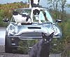 Cat on Car - Ready to shoot it!-cats.jpg