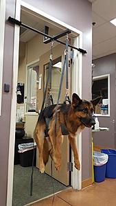 How do you remove cat hair from top.-suspended-dog.jpg